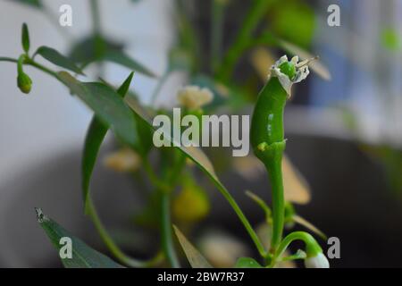 Medium hot green cayenne chili pepper is young version of red thin pepper common dried spice in pizza restaurants Most chili flakes sold are cayennes Stock Photo