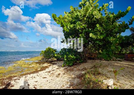 Autre Bord beach in Le Moule in Guadeloupe, French west indies. Lesser Antilles, Caribbean sea Stock Photo