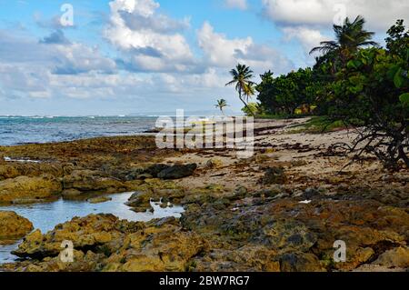 Autre Bord beach in Le Moule in Guadeloupe, French west indies. Lesser Antilles, Caribbean sea Stock Photo