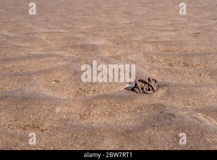 Lugworm worm cast. Aka sandworm, Arenicola marina. Signs of this marine creature on beach at low tide. Stock Photo