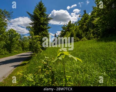 Countryside countryroad sunshine intensive Green forest scenic scenery landscape Lokve in Croatia Europe Stock Photo