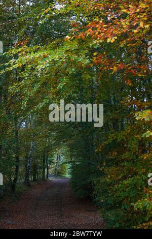 Woodland Walk to Newhart Haugh on the Abbotsford estate, Melrose, Scottish Borders, Scotland, UK Stock Photo