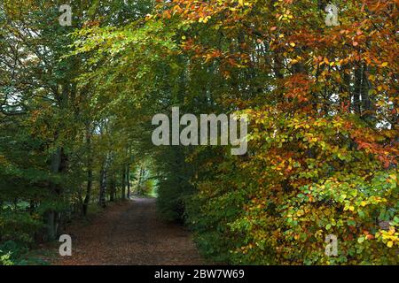 Woodland Walk to Newhart Haugh on the Abbotsford estate, Melrose, Scottish Borders, Scotland, UK Stock Photo