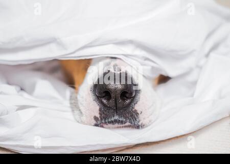 Dog nose in white bed. Pets portraying a sleep in and being lazy