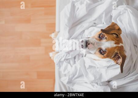 Dog with 2024 blanket over head