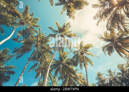 Large green branches on coconut trees against the blue sky in the tropics. Amazing tropical nature foliage, grunge. Tranquil natural environment Stock Photo