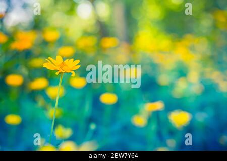 Spring background with beautiful yellow flowers. Field of blooming yellow flowers on a background sunset with blurred nature view Stock Photo