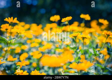 Spring background with beautiful yellow flowers. Field of blooming yellow flowers on a background sunset with blurred nature view Stock Photo