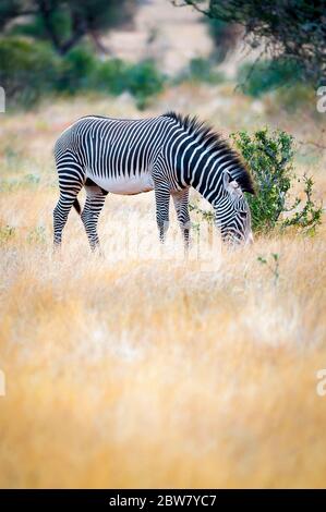 Grevy's zebra, Equus grevyi eating, Samburu Game Reserve, Kenya, East Africa. Stock Photo