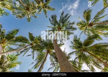 Large green branches on coconut trees against the sky in the tropics. Tropical trees background concept Stock Photo