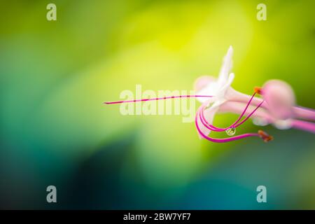 Amazing tropical floral backdrop, vivid nature colors. Perfect tropical garden flower image. Norning dew drop on flower petal. Exotic nature pattern Stock Photo