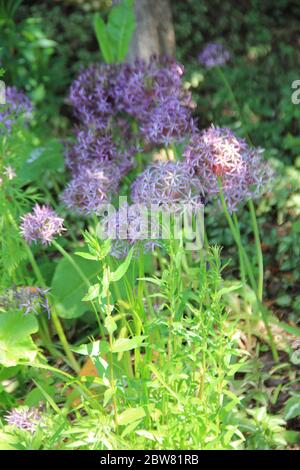 The Pond Gardens of Ada Hofman in Loozen, the Netherlands Stock Photo