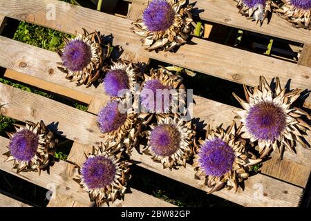 Globe artichoke (Cynara cardunculus) purple flowers for decoration in Tyrol, Austria Stock Photo