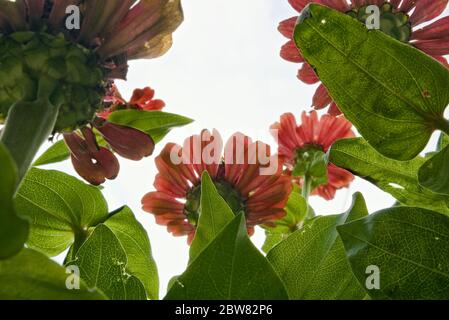 Colorful zinnias growing in the garden in late summer, flowers with red-orange and purple petals, bottom view Stock Photo