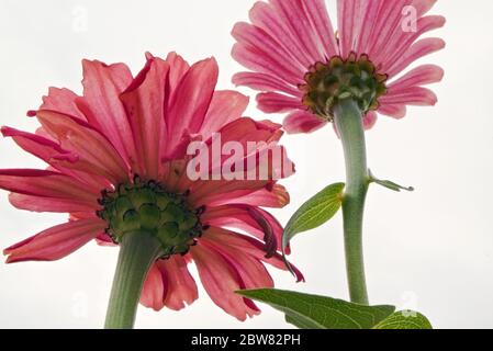 Two zinnias growing in the garden in late summer, red-orange and purple petals, bottom view Stock Photo