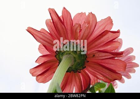 Red-orange zinnia flower growing in the garden in late summer, bottom view Stock Photo