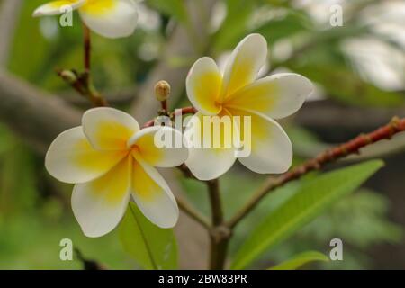 Plumeria, common name Frangipani is a genus of flowering plants