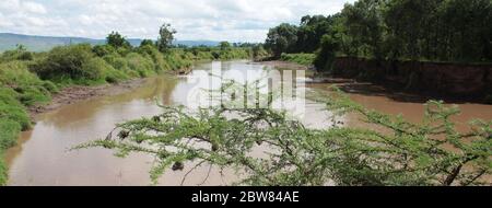 landscape of Masai Mara with the brown Mara River, the muddy river bank, in the foreground an acacia with abandoned nests of weaver birds Stock Photo