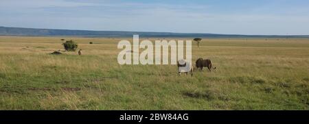 the vast landscape of the Kenyan savannah in the sunlight, three male lions roam the grasslands, have drunk at the waterhole and are looking for shade Stock Photo