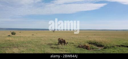 the vast landscape of the Kenyan savannah in the sunlight, three male lions roam the grasslands, have drunk at the waterhole and are looking for shade Stock Photo