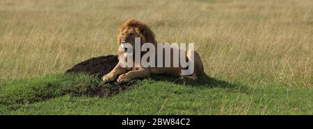 The Lion King lies majestically and attentively on a small hill in the morning sun of the Kenyan savannah and watches the surroundings Stock Photo