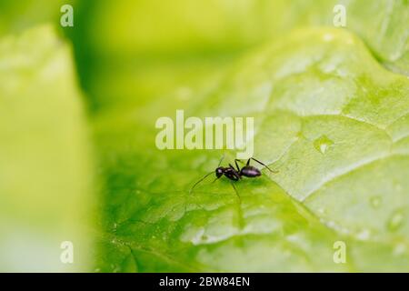 ant resting on the grass. Stock Photo
