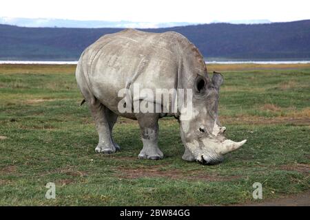 Portrait of a white rhinoceros grazing on Lake Nakuru in Kenya