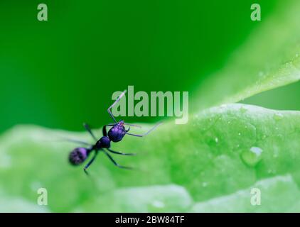 ant resting on the grass. Stock Photo