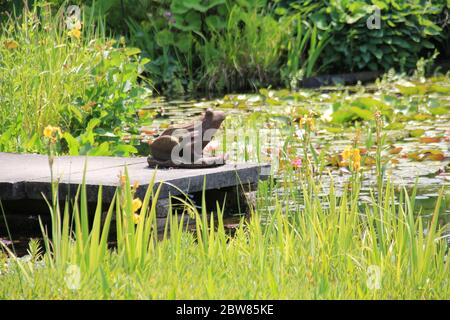 The Pond Gardens of Ada Hofman in Loozen, the Netherlands Stock Photo