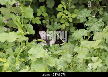 rabbit hiding in bushes Stock Photo