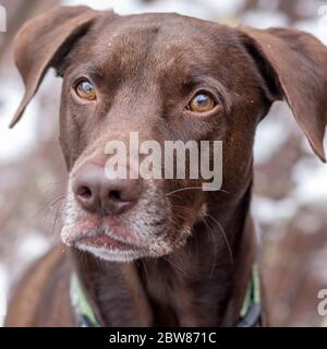 Portrait of a Brown German Shorthaired Pointer in Winter Stock Photo