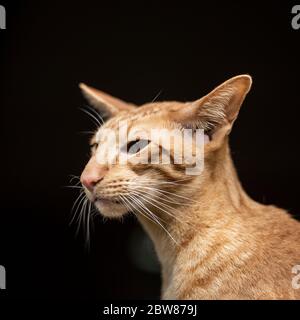 oriental shorthair cat Stock Photo