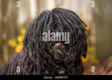 Hungarian Puli (Pulik) with Show Quality Cords Portrait Stock Photo