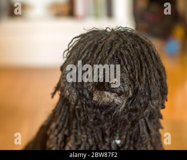 Hungarian Puli (Pulik) with Show Quality Cords Portrait Stock Photo