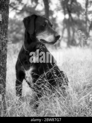 Black and White Portrait of a Labrador German Shorthair Pointer Hunting Dog Sitting in Dried Grass in Summer Stock Photo