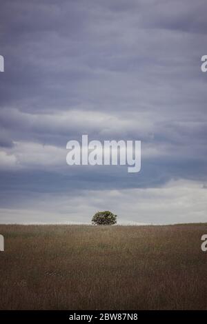 Single tree on green cornfiled infront of thunderstorm clouds at sunrise sunset blue yellow Stock Photo