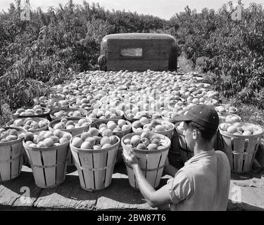 1950s ANONYMOUS FRUIT FARMER IN ORCHARD LOADING BASKETS OF PEACHES ON FLATBED TRUCK - f10073 HEL001 HARS SUCCESS SKILL OCCUPATION HAPPINESS SKILLS HIGH ANGLE STRENGTH PEACHES CAREERS FARMERS PEACH PRIDE IN OF ON ORCHARD OCCUPATIONS CONCEPTUAL BASKETS ANONYMOUS MID-ADULT MID-ADULT MAN BLACK AND WHITE CAUCASIAN ETHNICITY FLATBED OLD FASHIONED Stock Photo