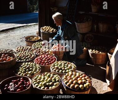 1950s ELDERLY MAN FARMER GROCER SORTING APPLES IN WOODEN BASKETS FARMERS MARKET ORCHARD PRODUCE APPLE CIRCLES - kf1172 HEL001 HARS SENIOR MAN SENIOR ADULT AGRICULTURE SORTING OCCUPATION WELLNESS FARMERS GROCER ORCHARD GROW NOURISHMENT PRODUCE VARIETY BASKETS SPHERE BUSHEL BASKET GROWTH CAUCASIAN ETHNICITY OLD FASHIONED Stock Photo