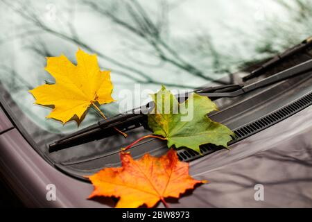 Yellow maple leaf on a car glass. Fell yellow maple leaf on car glass as a symbol of autumn. Maple leaf on car glass after autumn rain. Stock Photo