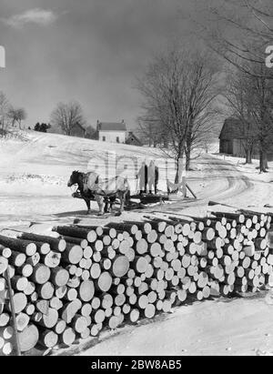 1940s 1950s TWO MEN RIDING ON FIREWOOD SLEIGH PULLED BY TEAM OF HORSES SNOW ON GROUND HYDE PARK VERMONT USA - w4770 HEL001 HARS OLD TIME BUSY FUTURE FROZEN NOSTALGIA OLD FASHION COOL HORSES TEAMWORK LIFESTYLE HISTORY BARN RURAL SLED TRANSPORT COPY SPACE FULL-LENGTH PERSONS SCENIC MALES FUEL AMERICANA TRANSPORTATION AGRICULTURE B&W STACKED NORTH AMERICA WINTERTIME SUCCESS COVERED STRUCTURE MAMMALS RUSTIC NEIGHBORHOOD LOG PLOW EXTERIOR HORSE-DRAWN NORTHEAST OCCUPATIONS REAL ESTATE DAYTIME FREEZING FRIGID HYDE PARK ICY VT COLT DAYLIGHT LUMBER MAMMAL MID-ADULT MID-ADULT MAN NEW ENGLAND SEASON Stock Photo