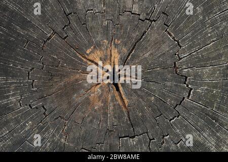Cut tree trunk middle rings cross section Stock Photo