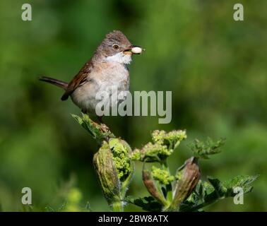 Common Whitethroat provisioning the nest in the Cotswold Hills Stock Photo