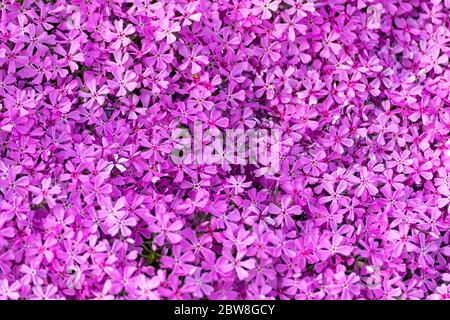 Pink five-petaled flowers of Atropurpurea creeping phlox or moss phlox or moss pink or mountain phlox (Phlox subulata) Stock Photo