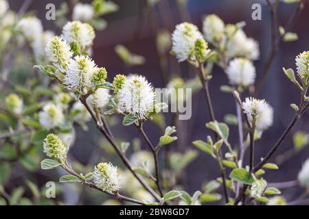 Large witch alder (Fothergilla major) also known as mountain witch alder, close-up of fragrant white bottlebrush flowers Stock Photo