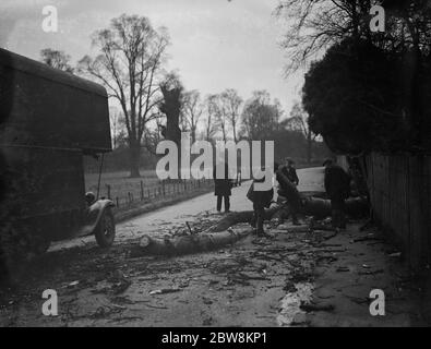 Workers clear a tree blown down by the gales in Crayford . 1938 Stock Photo
