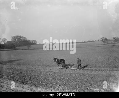 A farmer and his horse plough a field . 1936 . Stock Photo