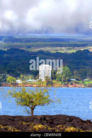 Small tree growing from the rocky shoreline has tremendous view of Hilo and Hilo Bay.  Clouds gather for one of the frequent showers over Hilo. Stock Photo
