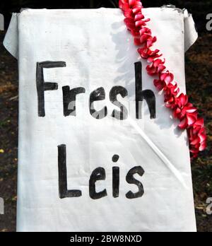 Fresh leis, made by big island of hawaii resident, hangs as advertisement at roadside stand. Stock Photo