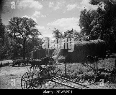 Hay making on the farm at Foots Cray , Kent . 1935 Stock Photo