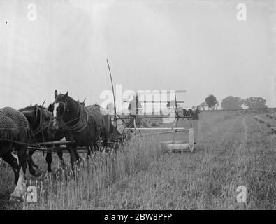 A farmer harvests his fields with his shire horse tethered to Massey Harris Reaper Binder in Rochester . 1938 . Stock Photo